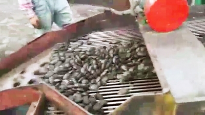 Mill Scale Briquetting Machine